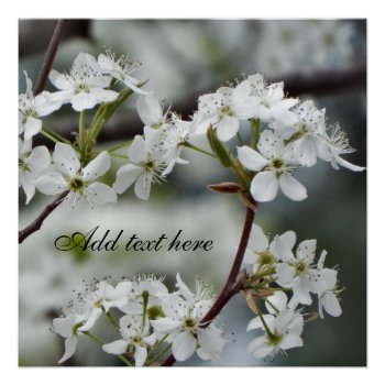 Spring Dogwood  Custom Text Poster by RenderlyYours at Zazzle