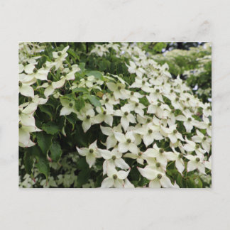 Spring Dogwoods in Marshall Bloom Postcard