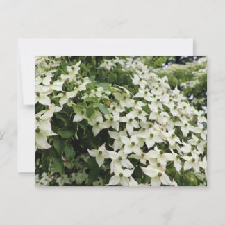 Spring Dogwoods in Marshall Bloom Postcard