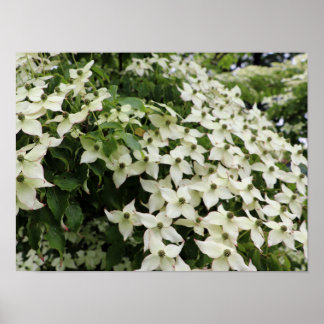 Spring Dogwoods in Marshall Bloom Poster