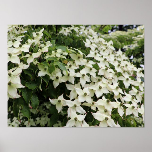 Spring Dogwoods in Marshall Bloom Poster (Front)