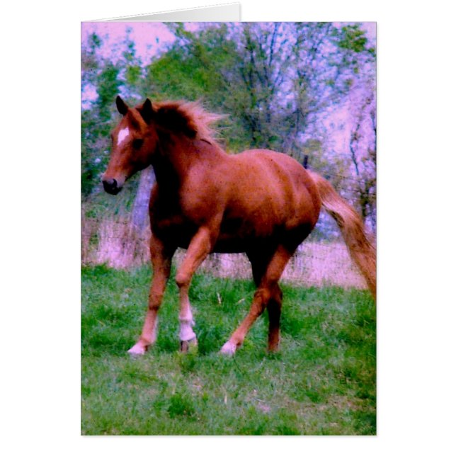 Spring Dreams, Sorrel Trotting Cards (Front)