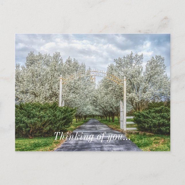 Spring Drive Home Thinking Of You Postcard (Front)