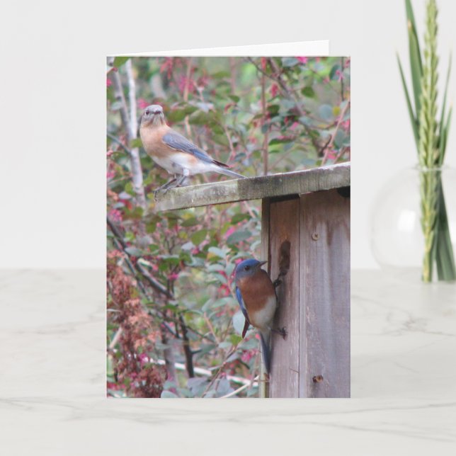 Spring Eastern Bluebirds Card (Front)
