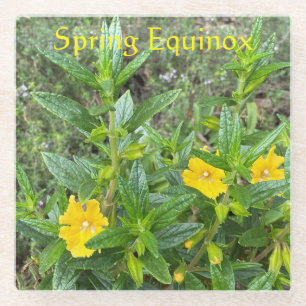 Spring Equinox Glass Coaster