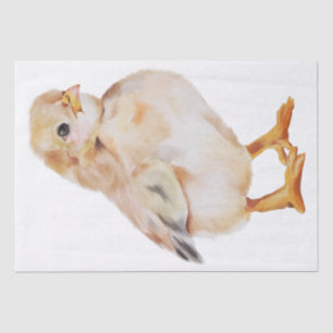 Spring Farm Chick Watercolor Tissue Paper