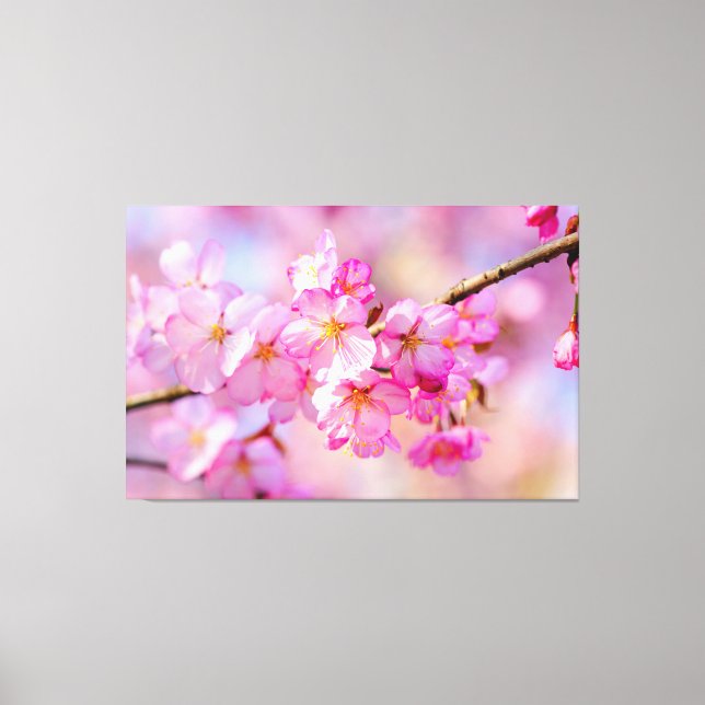 Spring Festival Of Fresh Pink Sakura Blossoms Canvas Print (Front)