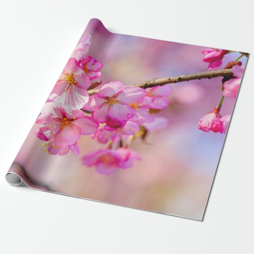Spring Festival Of Pink Sakura Blossoms Wrapping Paper