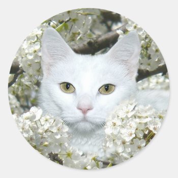 Spring Fever Cat Classic Round Sticker by deemac1 at Zazzle