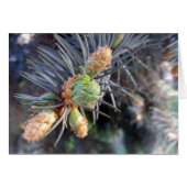 spring fir buds (Front Horizontal)