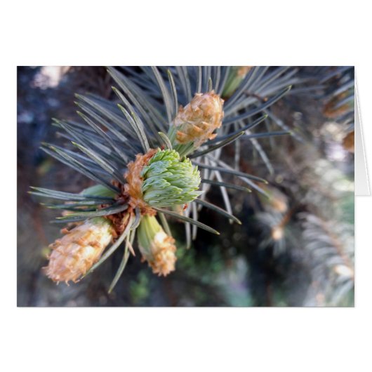 spring fir buds cards (Front Horizontal)