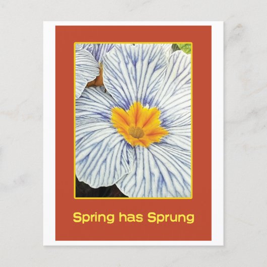 Spring floral colorful flowers (Front)