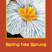 Spring floral colorful flowers