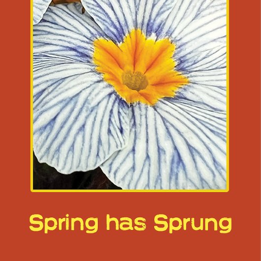 Spring floral colorful flowers