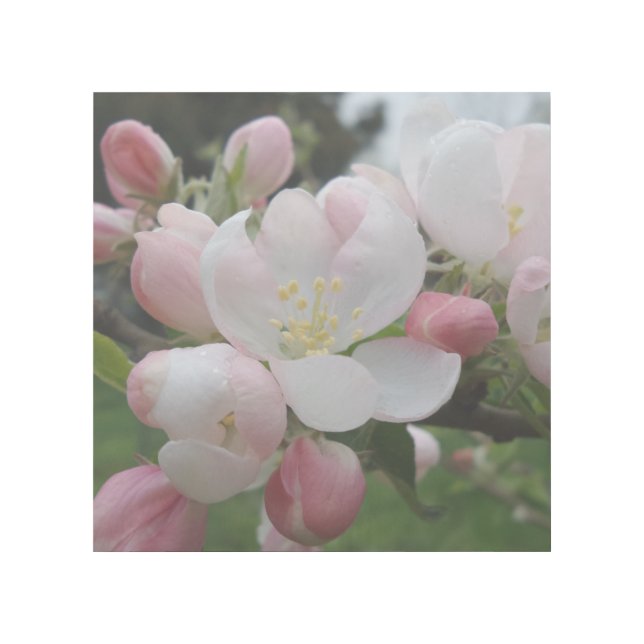 Spring Flower 12" x 12" Gallery Wrap (Front)