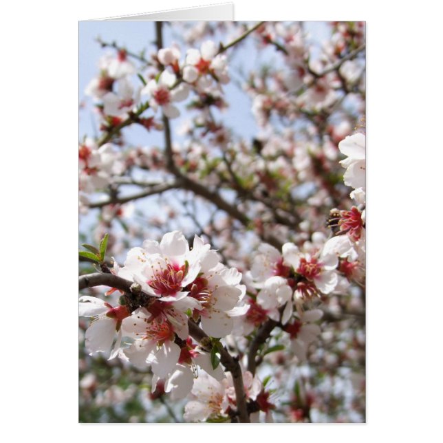 Spring Flower Blossom Card (Front)