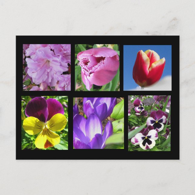 Spring Flower Collection Postcard (Front)