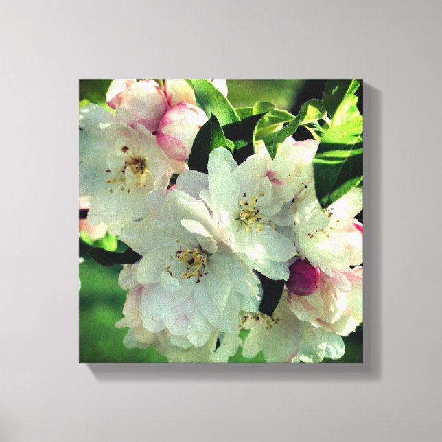 Spring Flower Crabapple Blossoms 2 Close Up Canvas Print (Front)