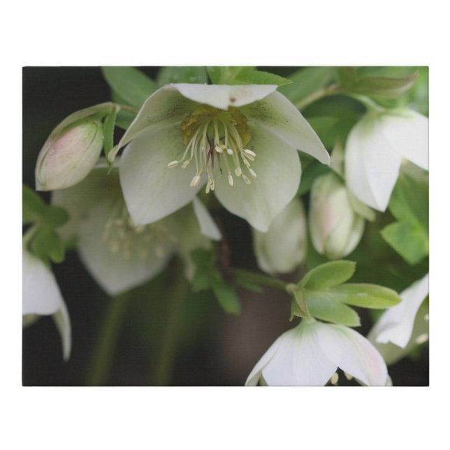 Spring Flower Faux Wrapped Canvas Print (Front)