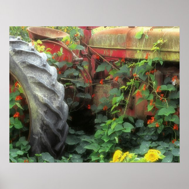 Spring flowers adorn an old tractor. poster (Front)