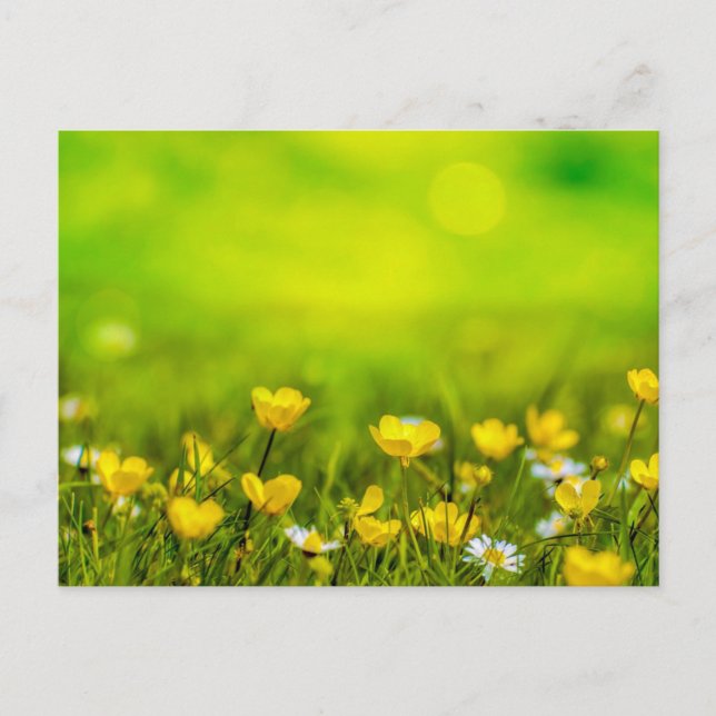 Spring Flowers Background Postcard (Front)