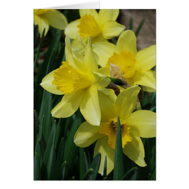 Spring Flowers Cards (Front)