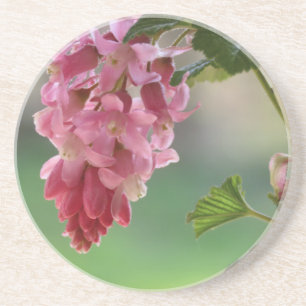 spring flowers, easter, spring, nature, pink coaster