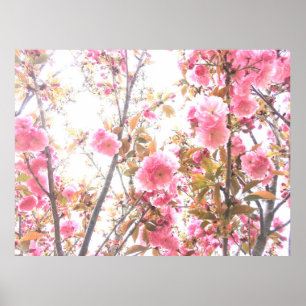 Spring Flowers Floral Pink Cherry Blossom Abstract Poster
