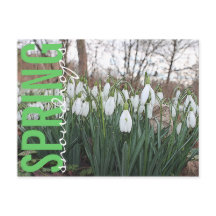 Spring flowers, floral white snowdrops