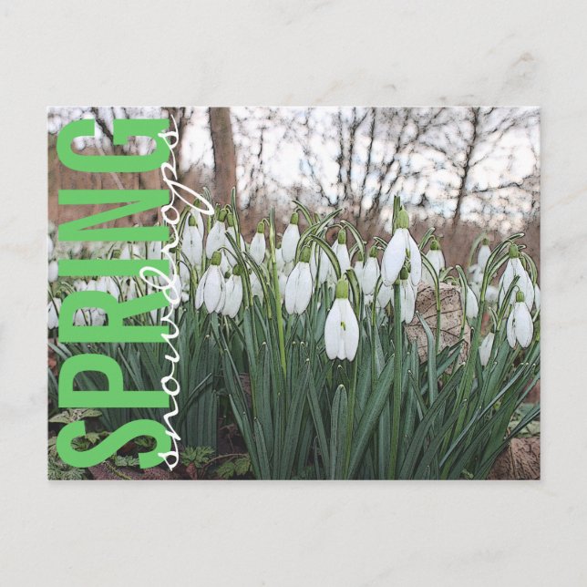 Spring flowers, floral white snowdrops postcard (Front)