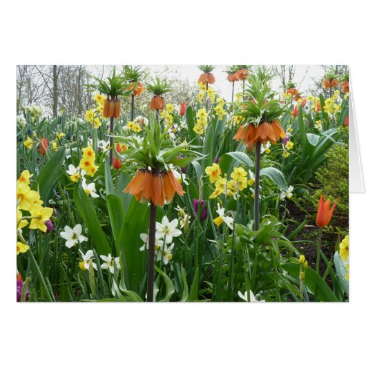 Spring flowers fun - yellow and orange cards (Front Horizontal)