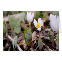 Spring Flowers Greeting Card