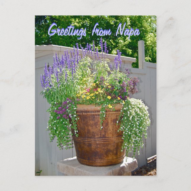 Spring Flowers Greetings from Napa Postcard (Front)