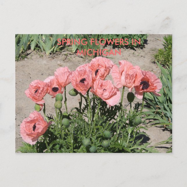 SPRING FLOWERS IN MICHIGAN POST CARD (Front)