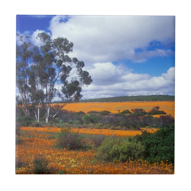 Spring flowers in Namaqualand, South Africa Ceramic Tile (Front)