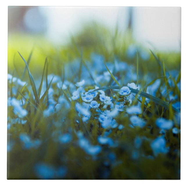 Spring flowers on field ceramic tile (Front)
