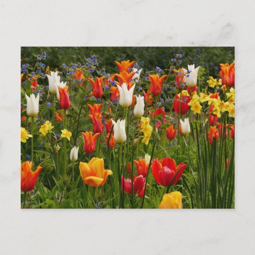 Spring Flowers Postcard