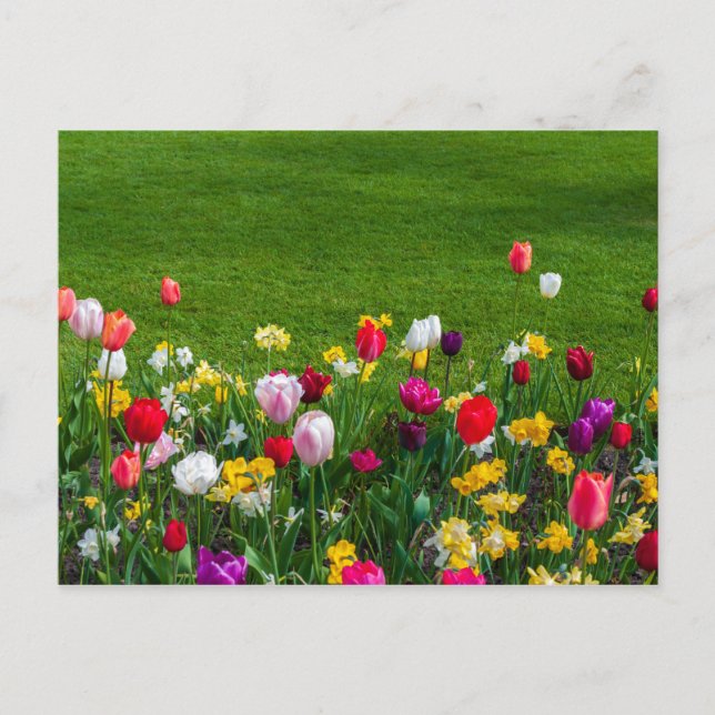Spring flowers postcard (Front)