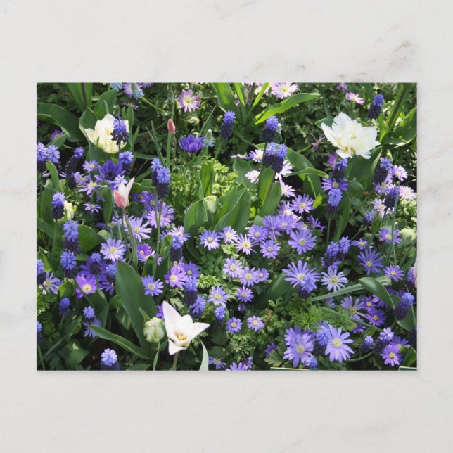 Spring flowers postcard (Front)