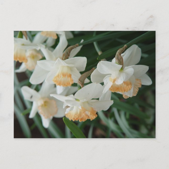 Spring Flowers Postcard (Front)