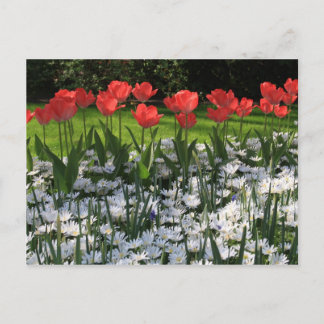 Spring flowers postcard