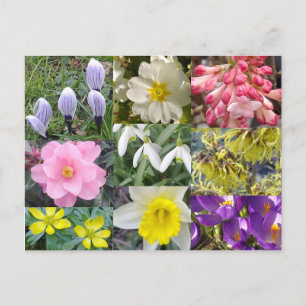 Spring Flowers Postcard
