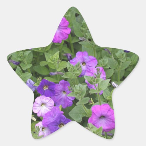 Spring Flowers Purple Garden Petunia Floral Photo Star Sticker