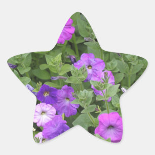 Spring Flowers Purple Garden Petunia Floral Photo Star Sticker