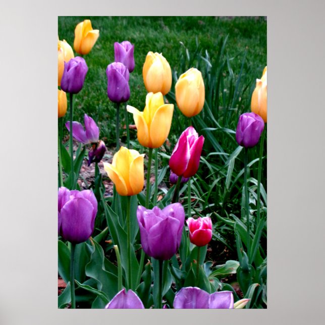 Spring Flowers Tulips Pink Yellow Purple Garden Poster (Front)