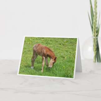 Spring foal horse card