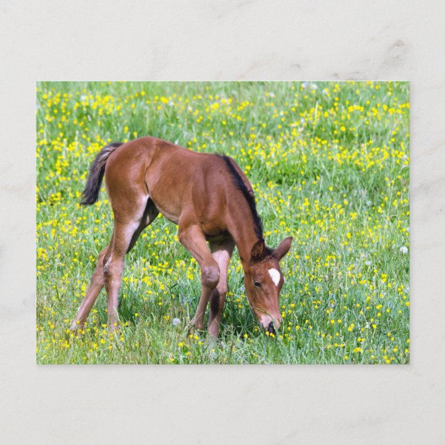 Spring Foal Postcard (Front)
