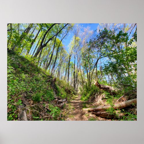 Spring Forest Photograph Poster
