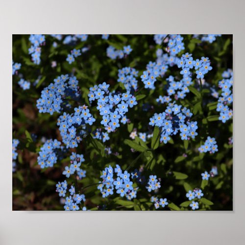 Spring Forget_Me_Nots Michigans Upper Peninsula Poster