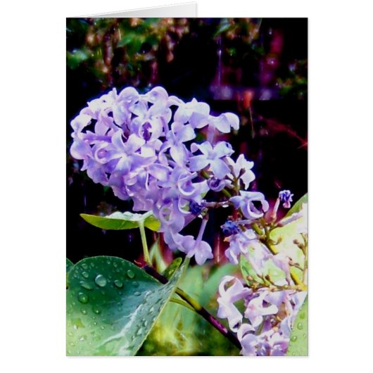 Spring Garden Lilacs Cards (Front)